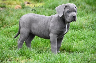 Les chiots de Cane Corso