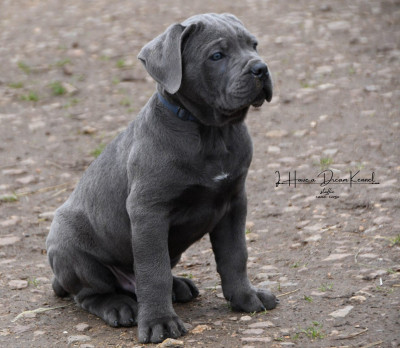 Les chiots de Cane Corso