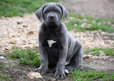 Les chiots de Cane Corso