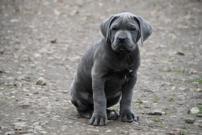 Les chiots de Cane Corso