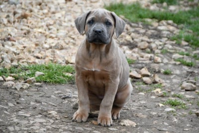 Les chiots de Cane Corso