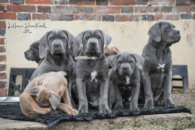 Les chiots de Cane Corso