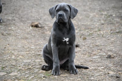 Les chiots de Cane Corso