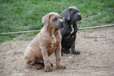 Les chiots de Cane Corso
