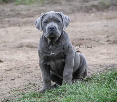 Les chiots de Cane Corso