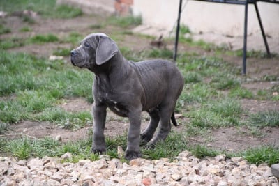 Les chiots de Cane Corso