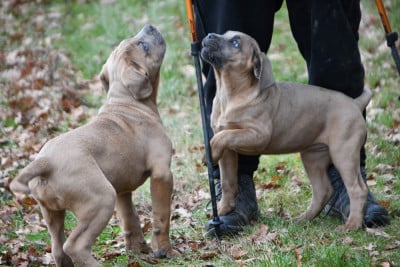 Les chiots de Cane Corso
