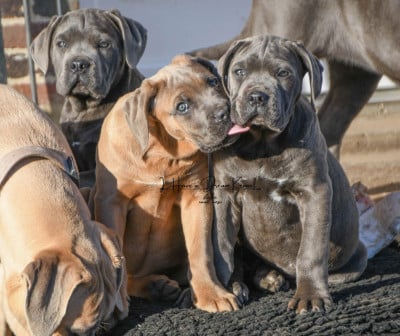 Les chiots de Cane Corso