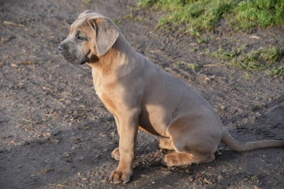 Les chiots de Cane Corso