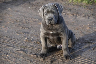Les chiots de Cane Corso