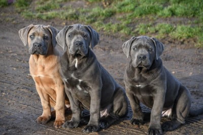 Les chiots de Cane Corso