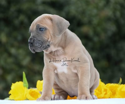 Les chiots de Cane Corso