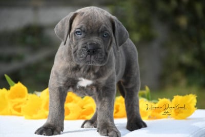 Les chiots de Cane Corso