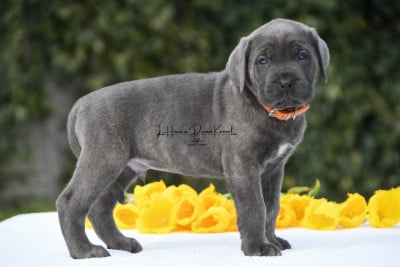 Les chiots de Cane Corso