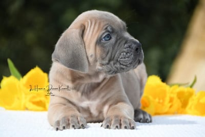Les chiots de Cane Corso