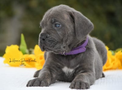 Les chiots de Cane Corso