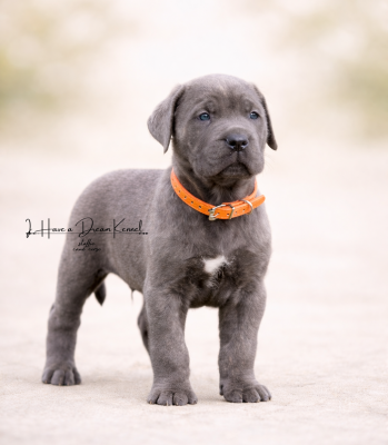 Les chiots de Cane Corso