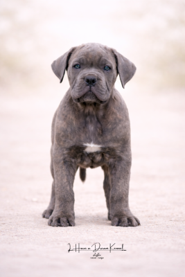 Les chiots de Cane Corso
