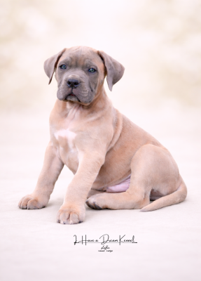 Les chiots de Cane Corso