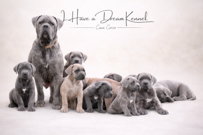 Les chiots de Cane Corso