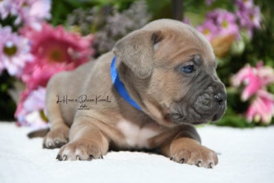 Les chiots de Cane Corso