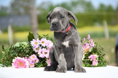 Les chiots de Cane Corso