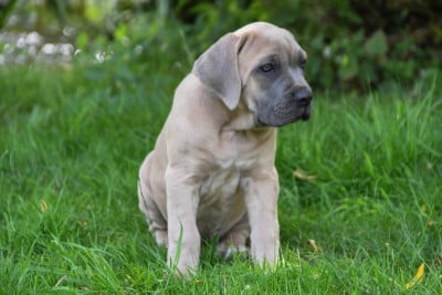 Les chiots de Cane Corso