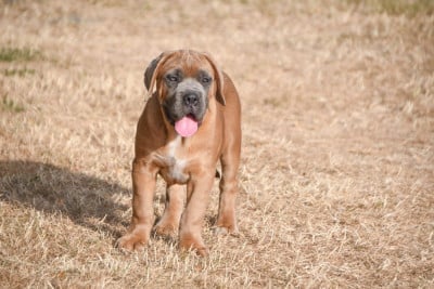 Les chiots de Cane Corso