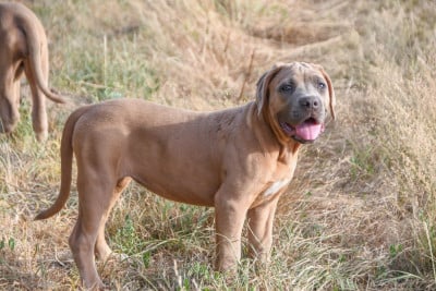Les chiots de Cane Corso