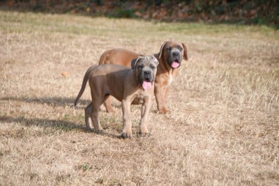 Les chiots de Cane Corso