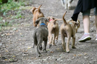 Les chiots de Cane Corso