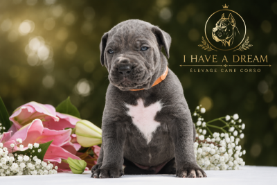 Les chiots de Cane Corso