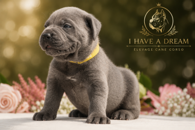 Les chiots de Cane Corso
