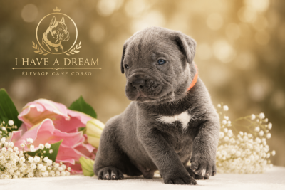 Les chiots de Cane Corso