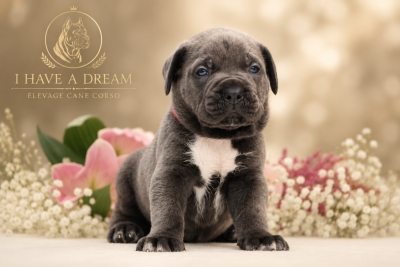 Les chiots de Cane Corso