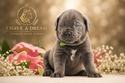 Les chiots de Cane Corso
