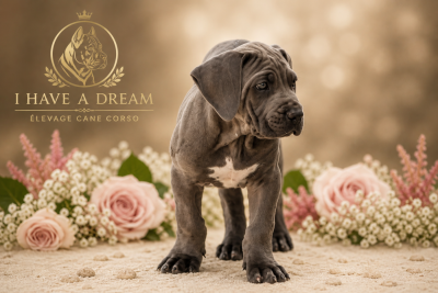 Les chiots de Cane Corso