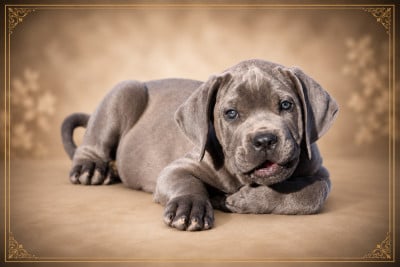 Les chiots de Cane Corso