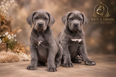Les chiots de Cane Corso