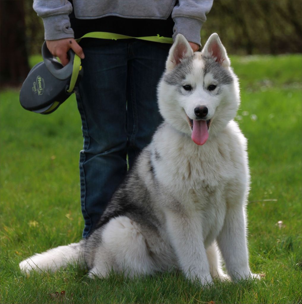 Chiot Elevage Naillik's eleveur de chiens Siberian Husky