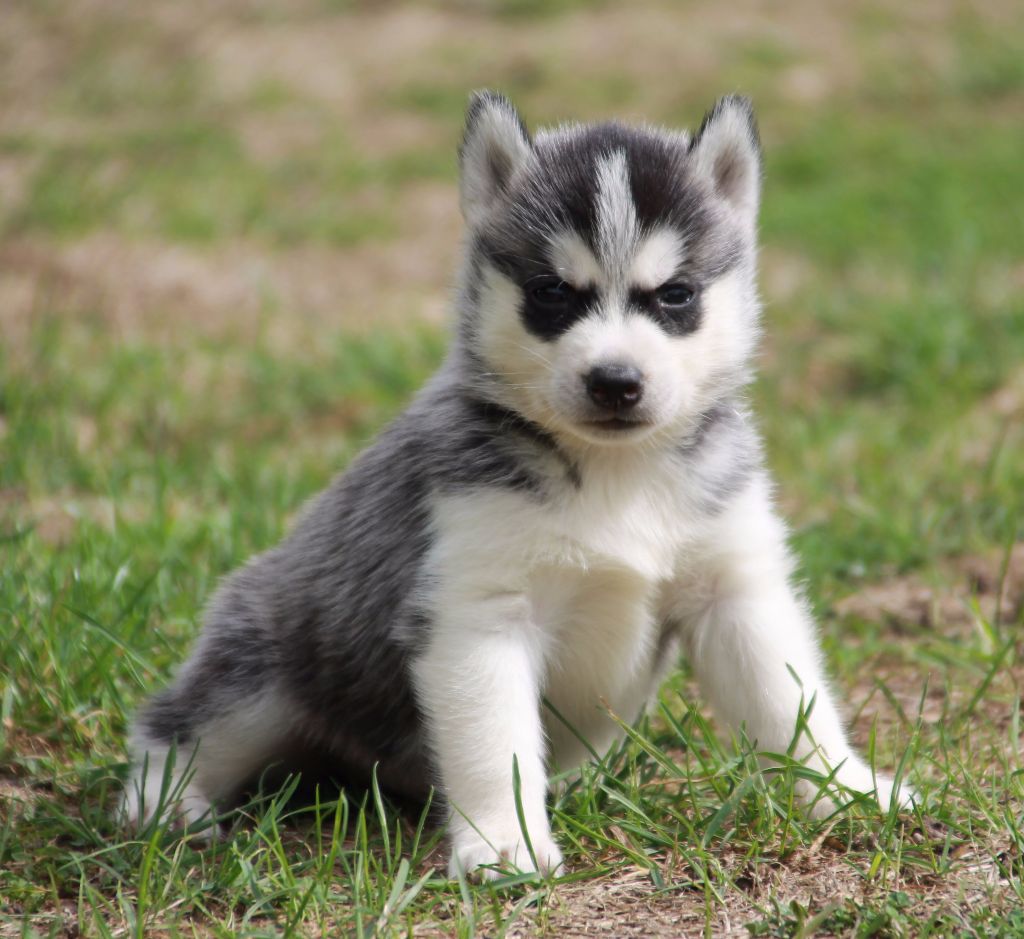 Chiot Elevage Naillik's eleveur de chiens Siberian Husky