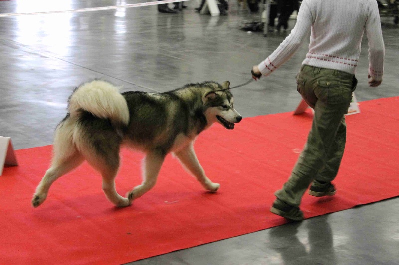 CH. Hypnos (Sans Affixe) - 1er tres prometteur+meilleur puppy