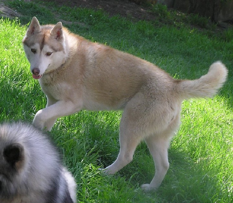 Drouska de L'Igloo des Sables - 2ème excellent+RCACS