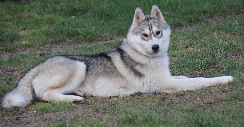 Jerry dit cambell Naillik's - 4eme baby