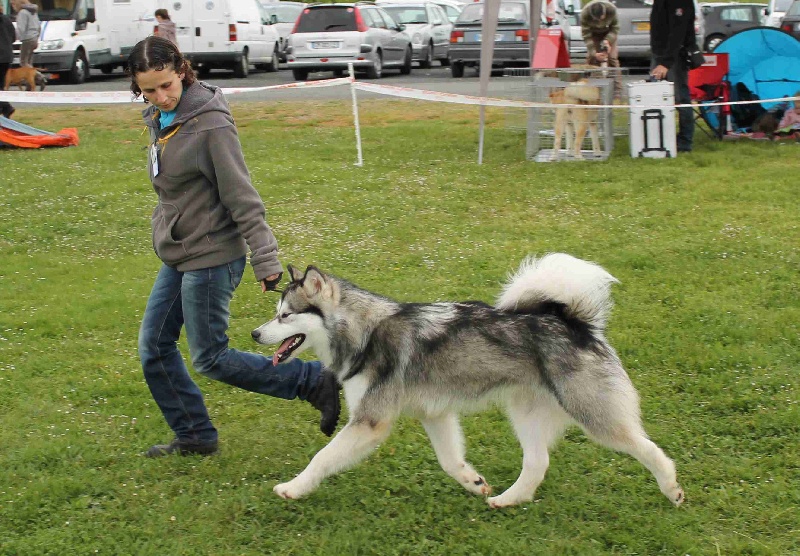 CH. Hypnos (Sans Affixe) - 1er exc classe jeune+meilleur jeune +3 eme du best groupe