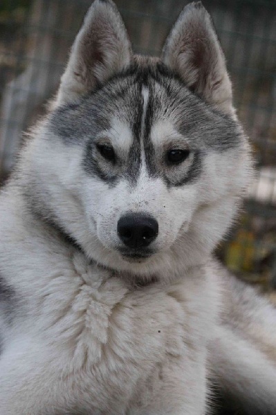 Jerry dit cambell Naillik's - tres prometteur