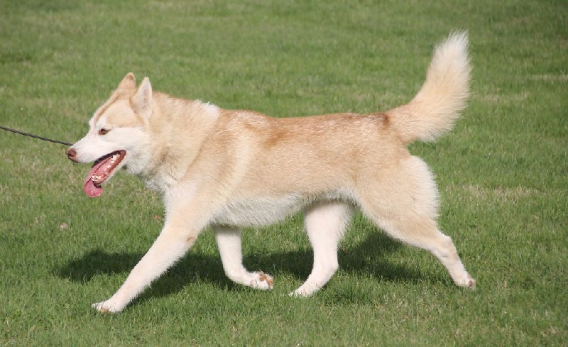 Loop Naillik's - 1 er exc jeune ;meilleur jeune