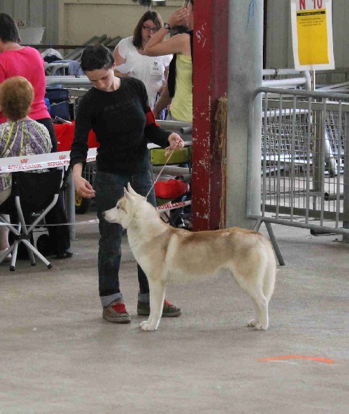 Drouska de L'Igloo des Sables - 1ère EXC +CACS