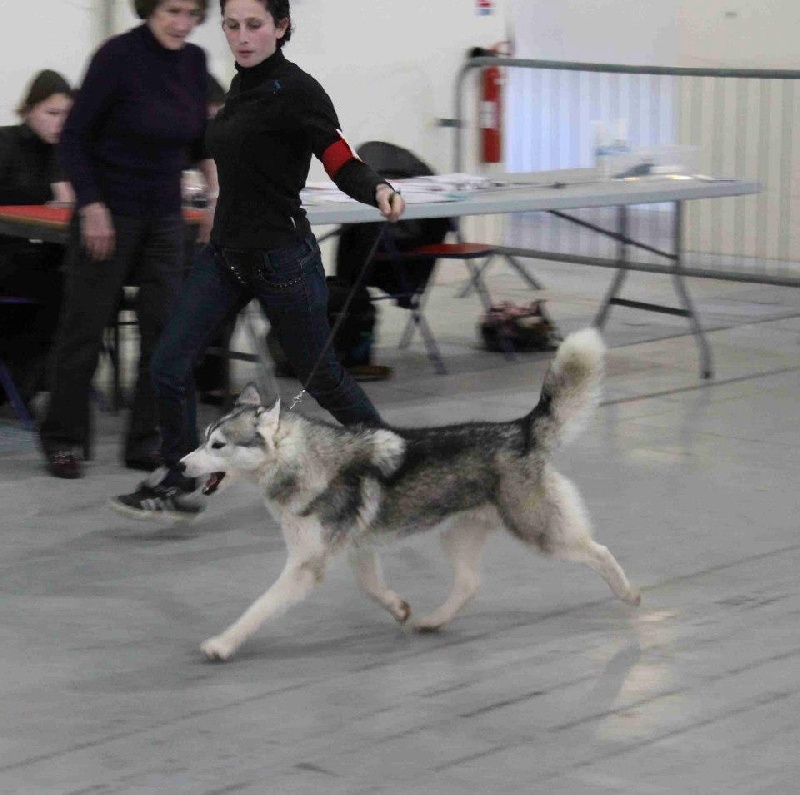 Glorious little girl dite rubis Of pack-ice wolves - 1ere exc classe jeune