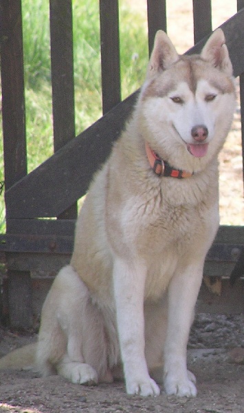Drouska de L'Igloo des Sables - CACS